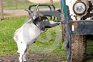 White, brown and black spotted goat at the vintage Soviet truck ZIL 130 in the village