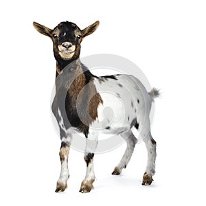 White, brown and black spotted pygmy goat, isolated on white background