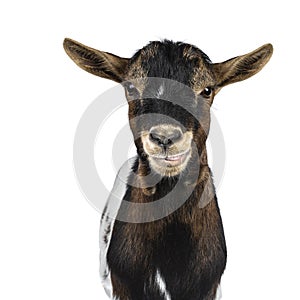 White, brown and black spotted pygmy goat, isolated on white background