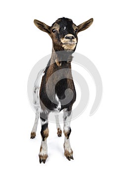 White, brown and black spotted pygmy goat, isolated on white background