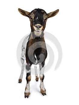 White, brown and black spotted pygmy goat, isolated on white background