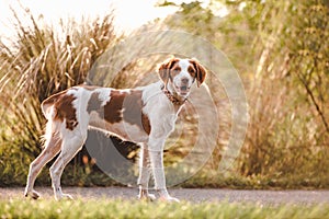 White and brown a Brittany spaniel outdoors at the park during summer