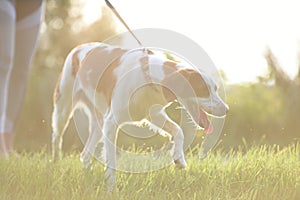 White and brown a Brittany spaniel outdoors at the park during summer