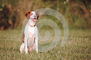 White and brown a Brittany spaniel outdoors at the park during summer