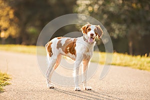 White and brown a Brittany spaniel outdoors at the park during summer