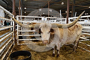 White and brown bull longhorn standing in pen at stockyards photo