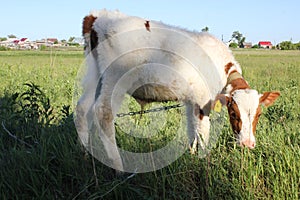 White-brown calf basking in the sun 30815