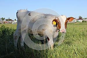 White-brown calf basking in the sun 30820