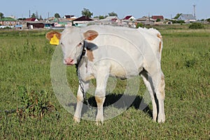 White-brown calf basking in the sun 30826