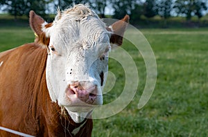 A white and brown calf. Picture from Scania, southern Sweden