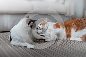 white and brown cat bites the paw of a black and white cat.