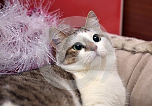 White and brown cat and fluffy Christmas garland photo