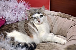 White and brown cat and fluffy Christmas garland photo