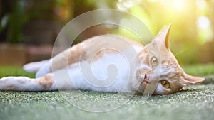 White and brown cat in the garden. Play with lovely pet at home.