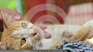 White and brown cat in the garden. Play with lovely pet at home.