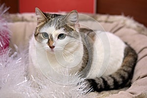 White and brown cat photo