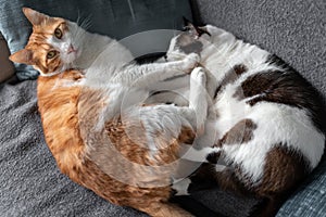 White and brown cat lying next to black and white cat, wakes up and looks up