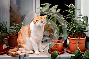 White and brown cat stops playing with plants and looks deeply at the camera