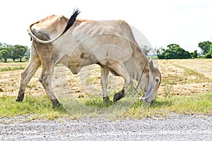 White brown cattle grazing