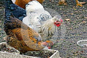 White and brown chicken eat feed from the bird feeder on the ground