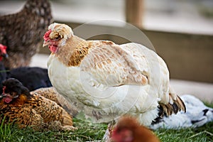 White and brown chicken hen on a yard