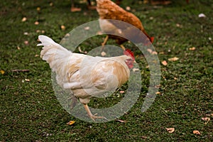 White and brown chicken in a pen in the stable on a farm. Raising cattle on a ranch, pasture