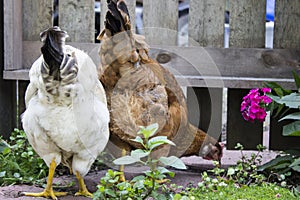 White and Brown Chickens Eating Bugs in Garden Setting with Wooden Fence in Background
