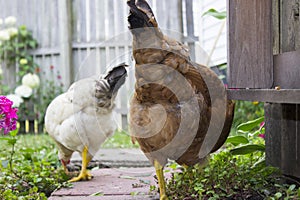 White and Brown Chickens Foraging in Garden with Wooden Fence in Background