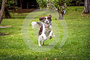 White and brown cocker spaniel running forward