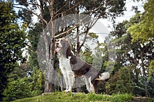 White with brown cocker spaniel sitting on the grass looking left