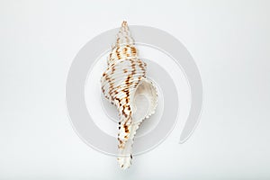 White-brown cockleshell isolated on white background