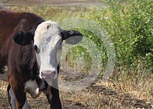 White and brown cow in a field