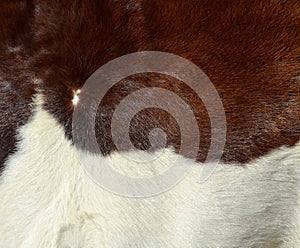 White and Brown Cow fur texture