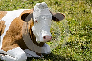White and brown cow laying on grass