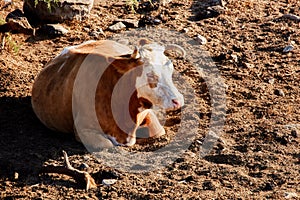 White-brown cow sitting and resting under a tree