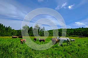 White and brown cows in field in Quebec