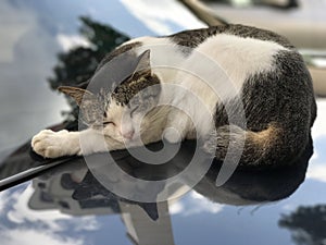 White Brown Cute Cat sleeping on TOP of the car.  https://www.dreamstime.com/#res30574190