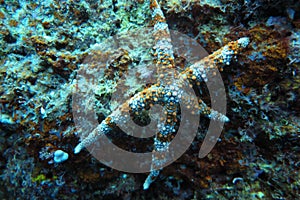 A white brown cute starfish