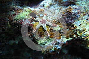 A white brown cute starfish photo