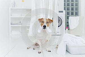 White and brown dog bites washed linen hanging on clothes dryer, sits on floor in laundry room near basin full of towels. Home and