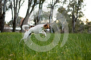 White and brown dog leaping playfully among the grass