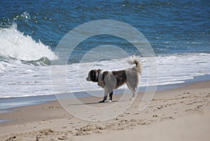 A white and brown dog staring at the wave near Dewey Beach, Delaware, U.S