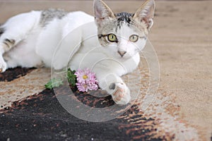 Domestic cat lying on house carpet look at camera. Cat pictures, cat eyes, pictures of the most beautiful cat eyes.