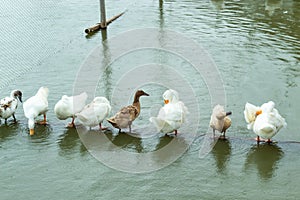 White and brown duck standing on a wooden drowning.