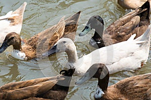 White and brown Ducks masses swiming on lagoon