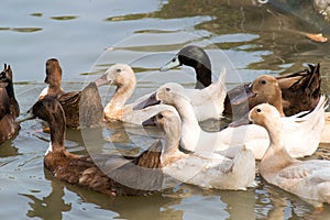 White and brown Ducks masses swiming on lagoon