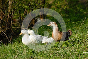 White and brown ducks wail in village city garden park patio on green grass. Ducks on farm green field. Rural landscape. Ducks