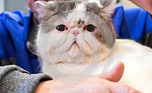 White brown exotic shorthair cat on human hands
