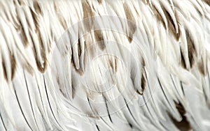 White and brown feathers of a young pelican