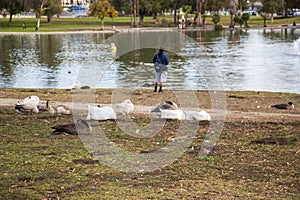 White and brown geese resting on the banks of the lake with a man fishing at Lincoln Park surrounded by lush green palm trees